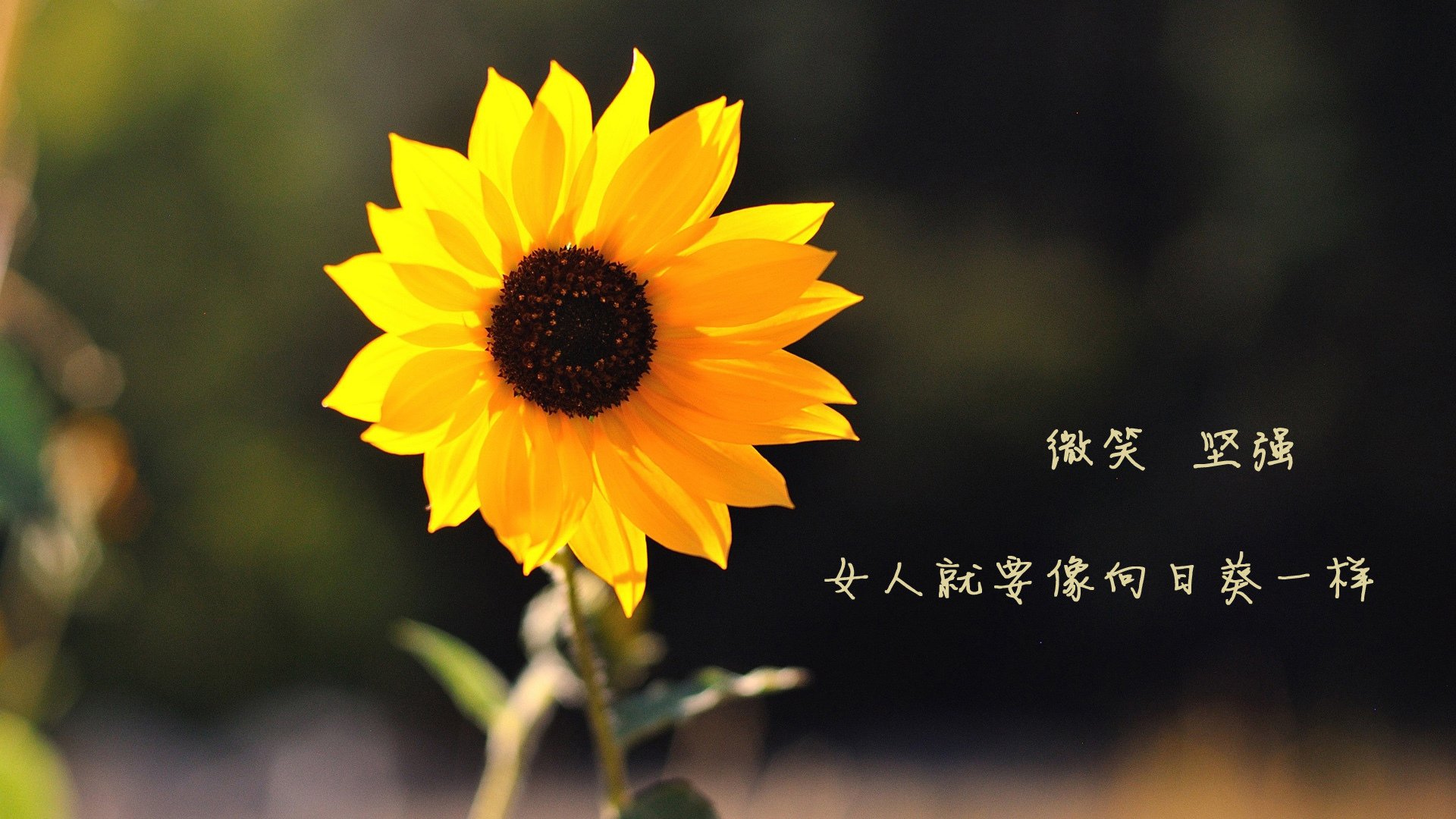 FB体育APP-智能轮滑竞技，科技助力青春飞扬，轮滑功能介绍