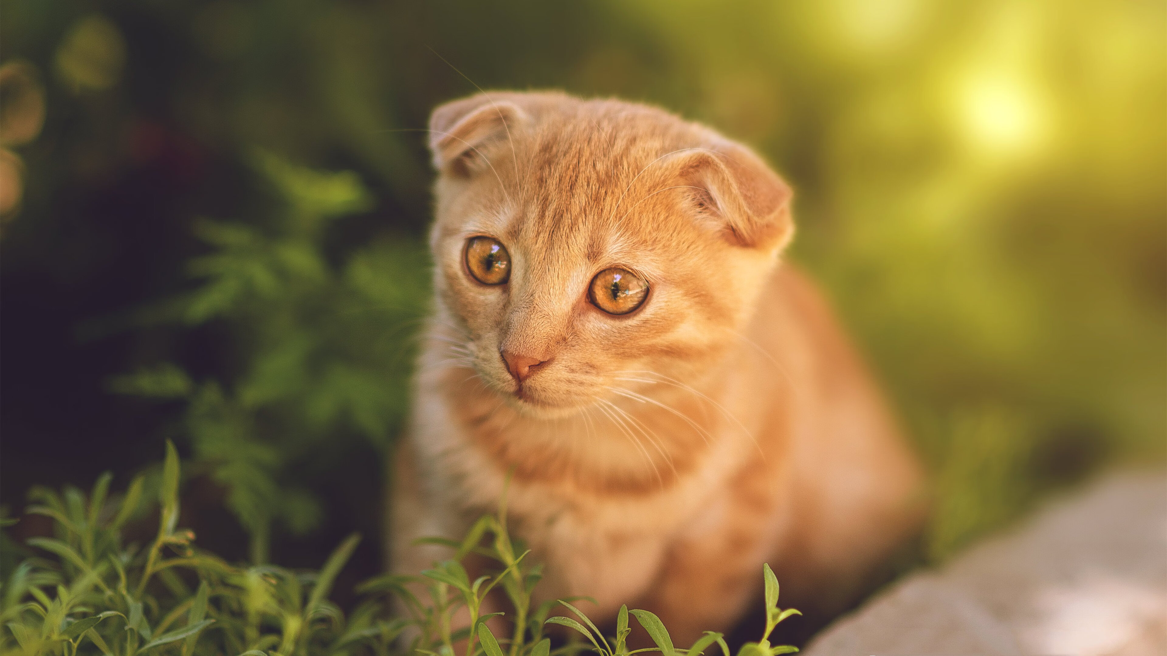伯恩茅斯遭遇连败,降级压力加大,伯恩茅斯比赛结果