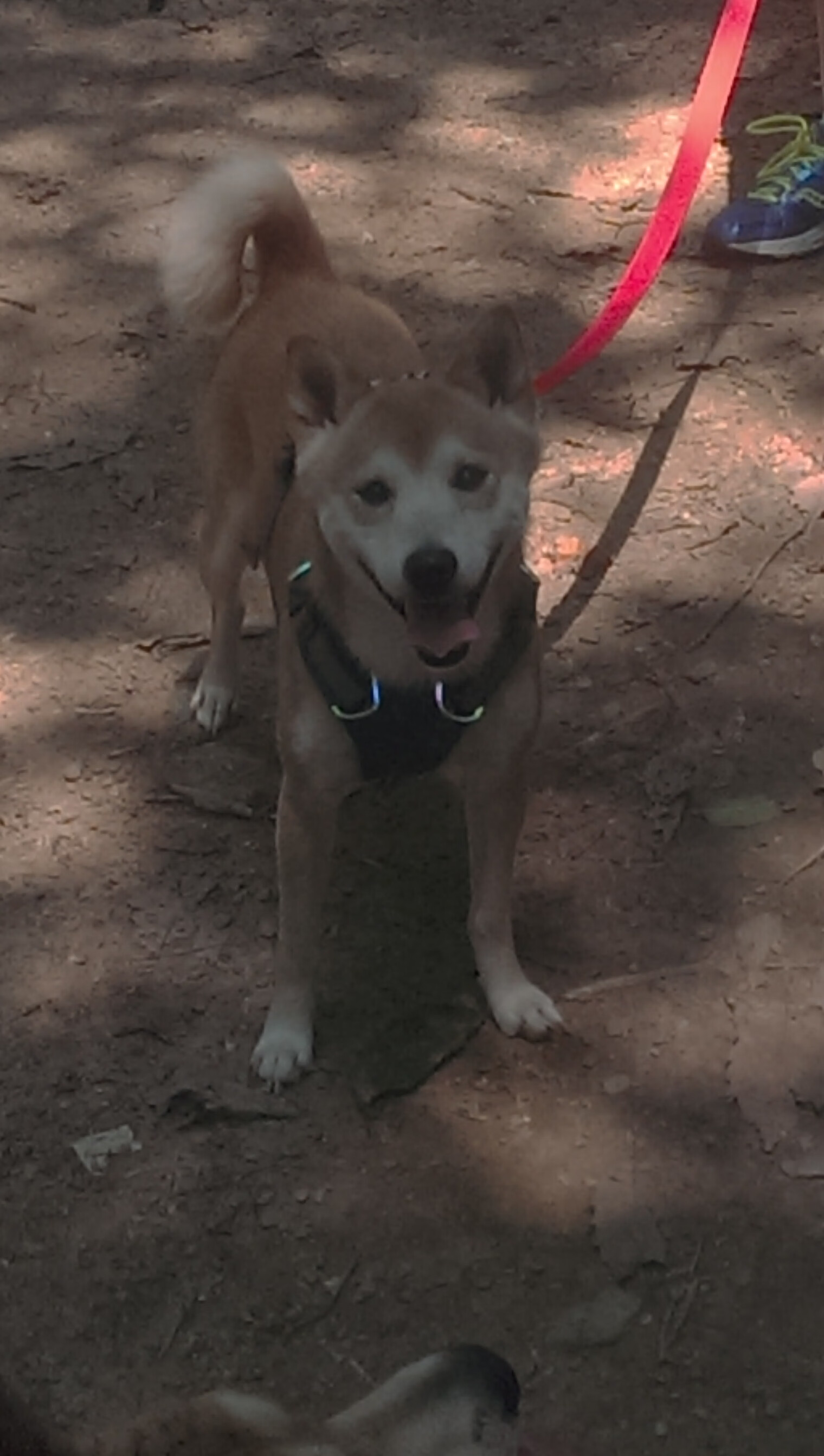 保加利亚队力挫对手,晋级欧洲杯正赛,保加利亚队力挫对手,晋级欧洲杯正赛是哪一年