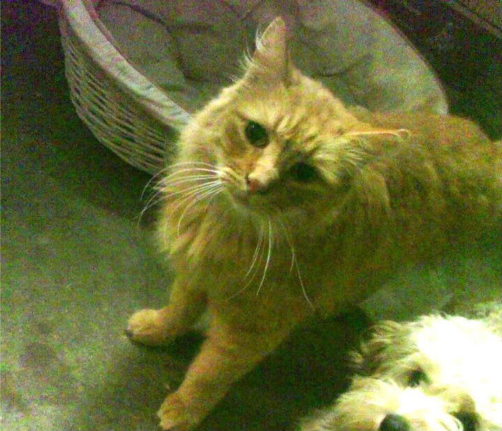 山东高速球队关键球员发挥稳定,山东高速集团男篮