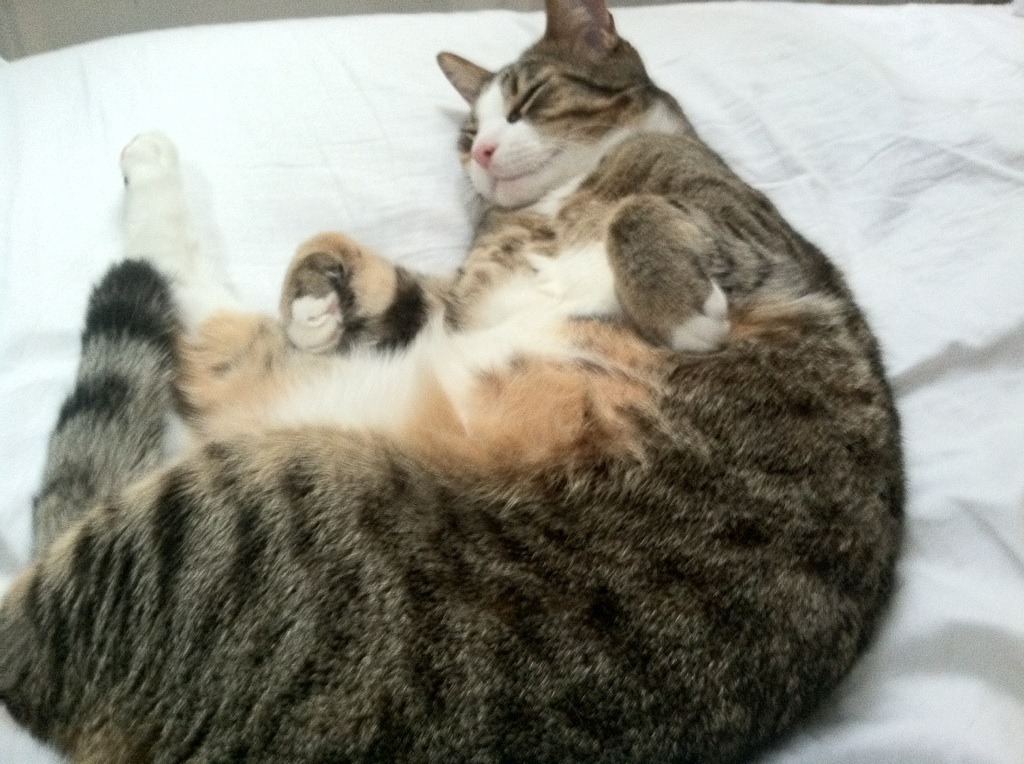 拜仁慕尼黑主教练表示球队目标冠军,拜仁慕尼黑 主教练