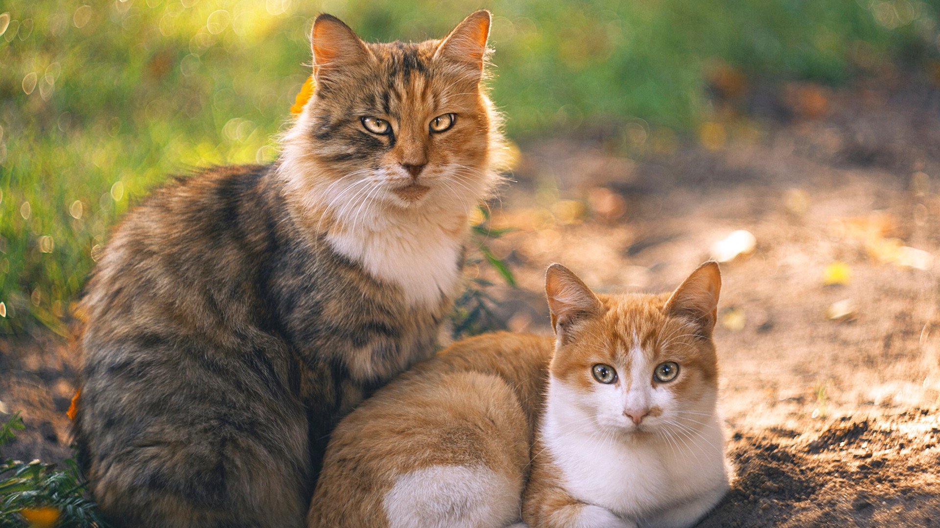 NBA赛季盖帽效率提升策略,nba常规赛盖帽王
