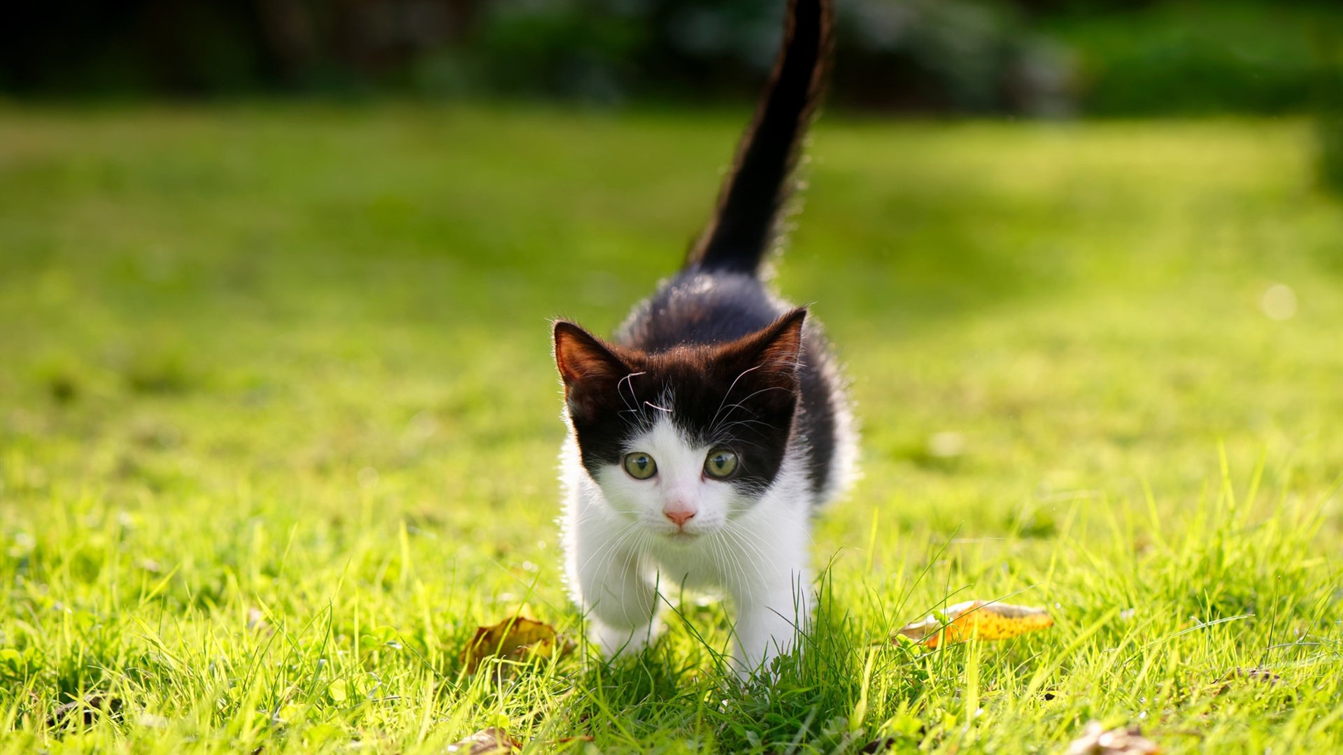 世俱杯:亚洲球队历史最佳表现回顾,世俱杯历年