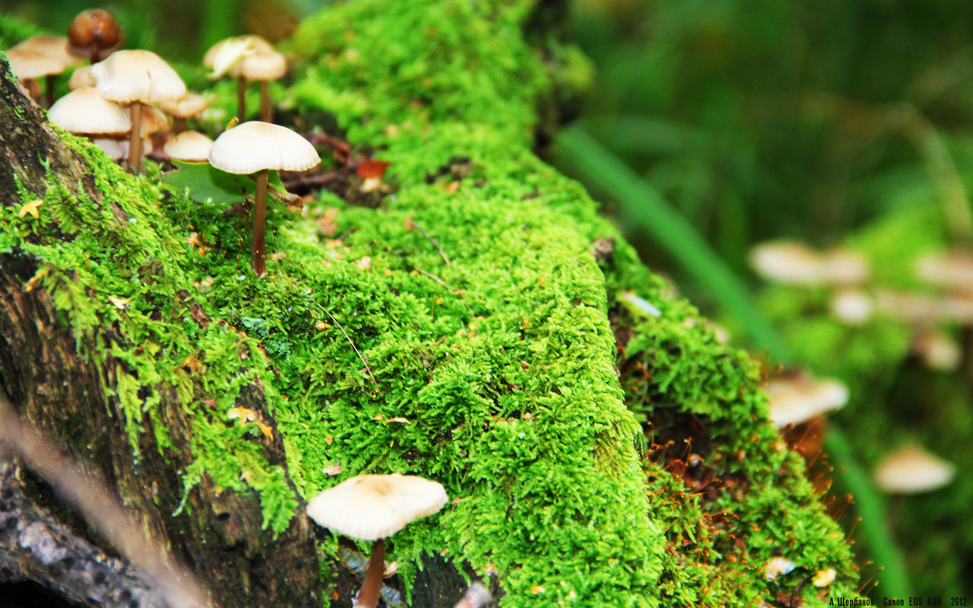 法甲职业联赛工资帽探索路径与风险评估,法甲工资是税前还是税后