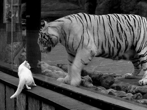 西甲裁判吹罚尺度变化对比赛节奏的微观影响研究,足球裁判吹一场比赛多少钱