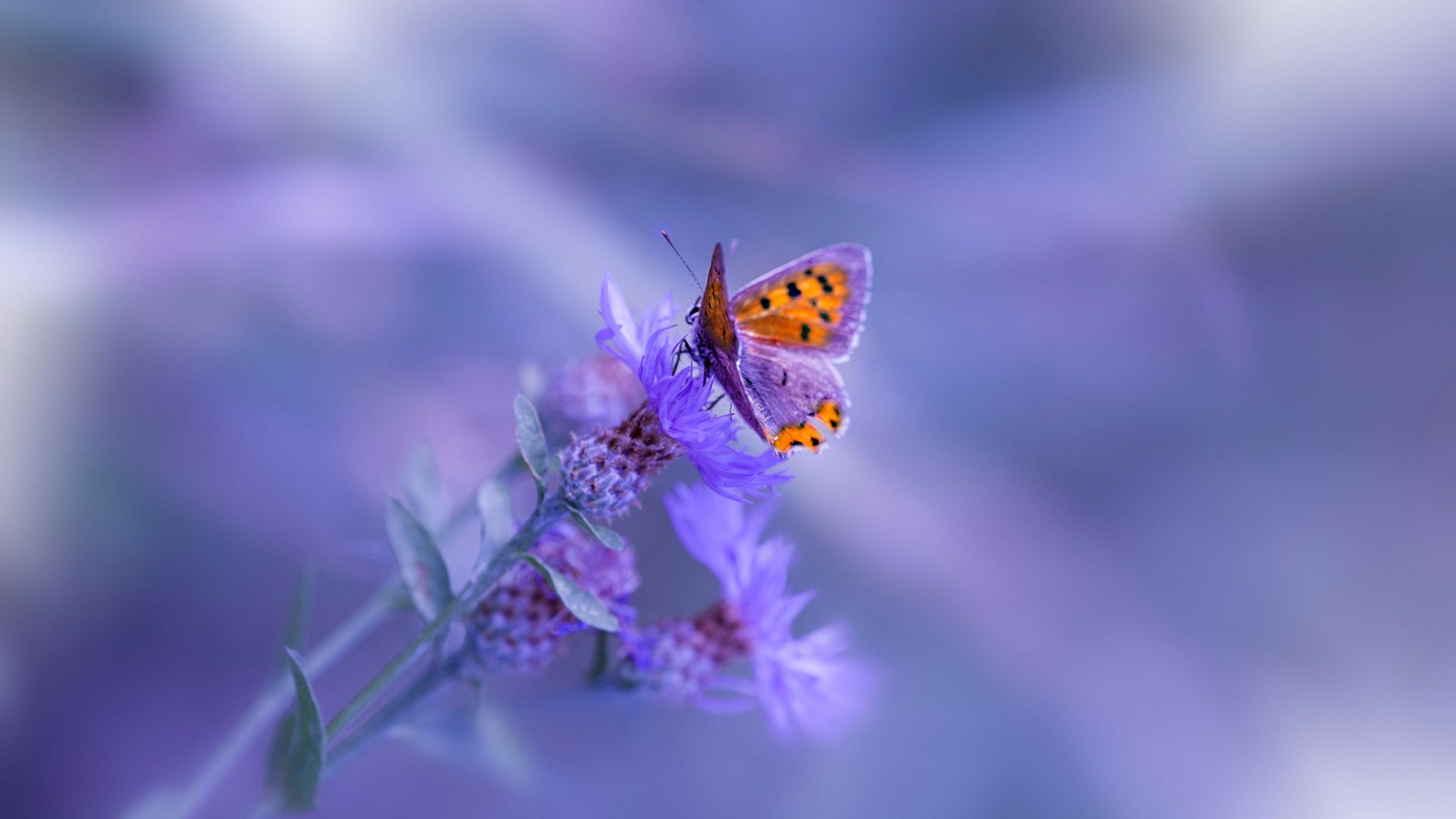 FB体育注册网址-中国三人篮球女队注重投篮训练，中国三人女篮什么意思