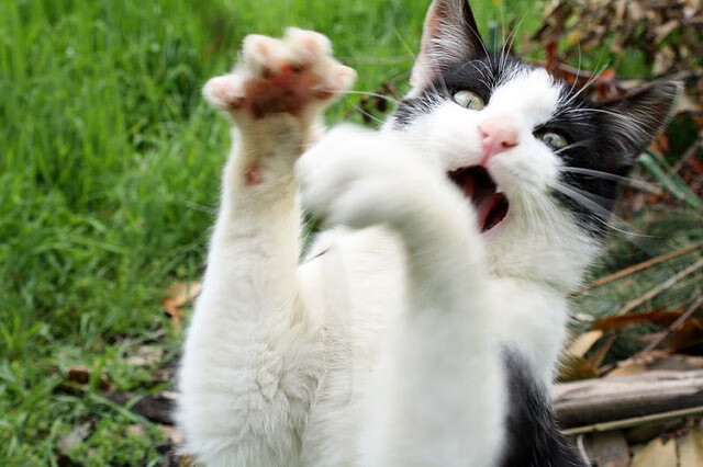 埃及队在2024年混合团体世界杯中的表现回顾,埃及晋级世界杯